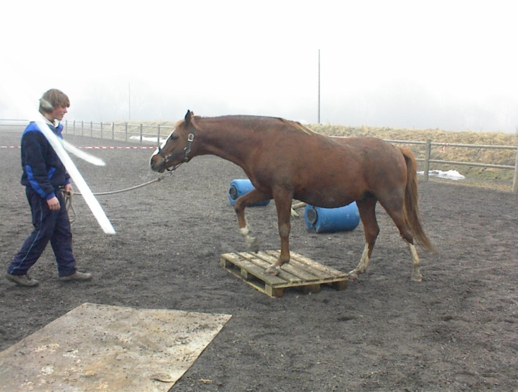 Hestepasning