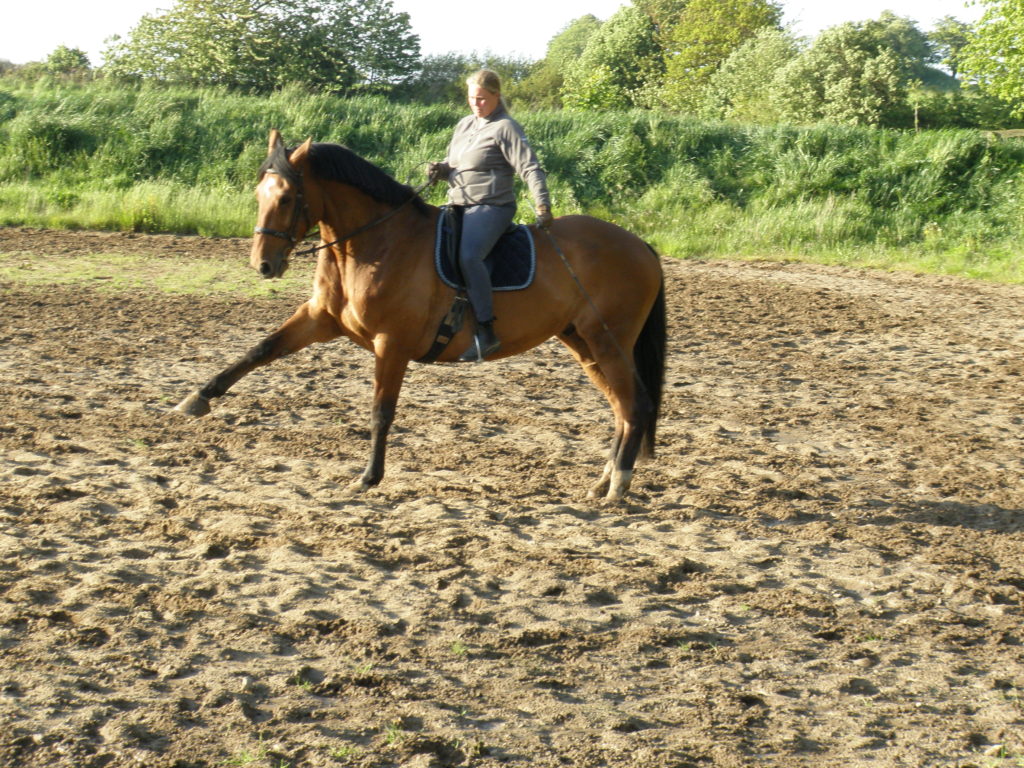 Hestetræning