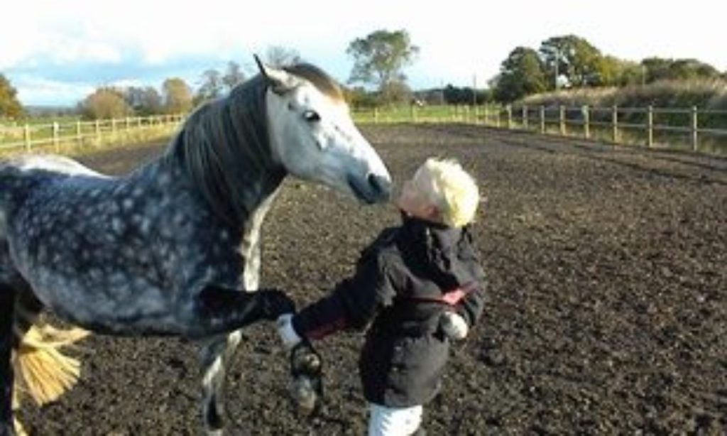 Hestetræning